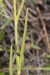 Grassleaf coneflower
